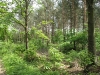 Blean Woods 1_1